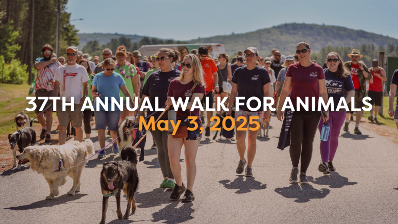 37th Walk for Animals Flyer