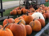 Pumpkins at Alysons Orchard